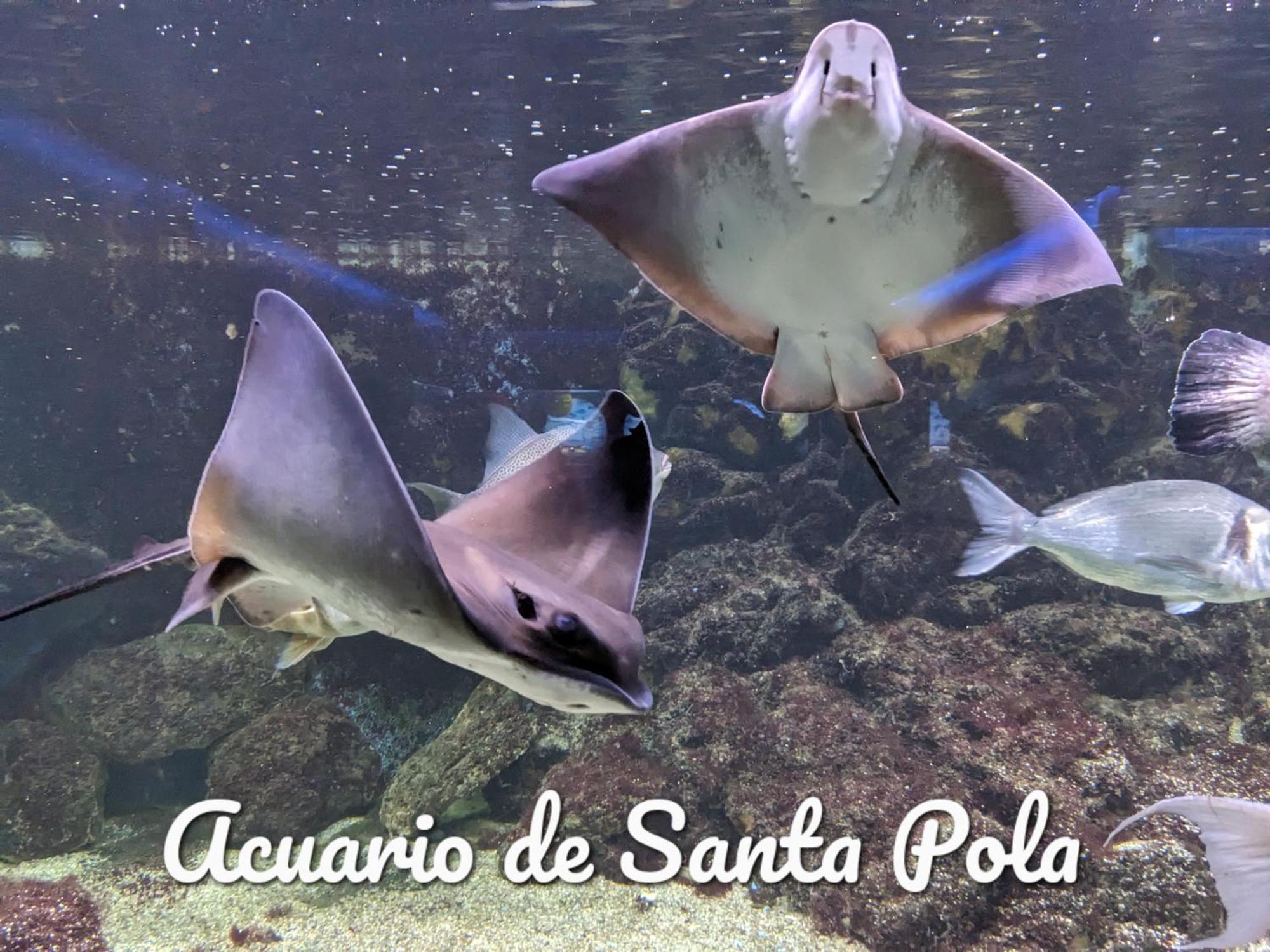 Best Holiday Santa Pola Esterno foto