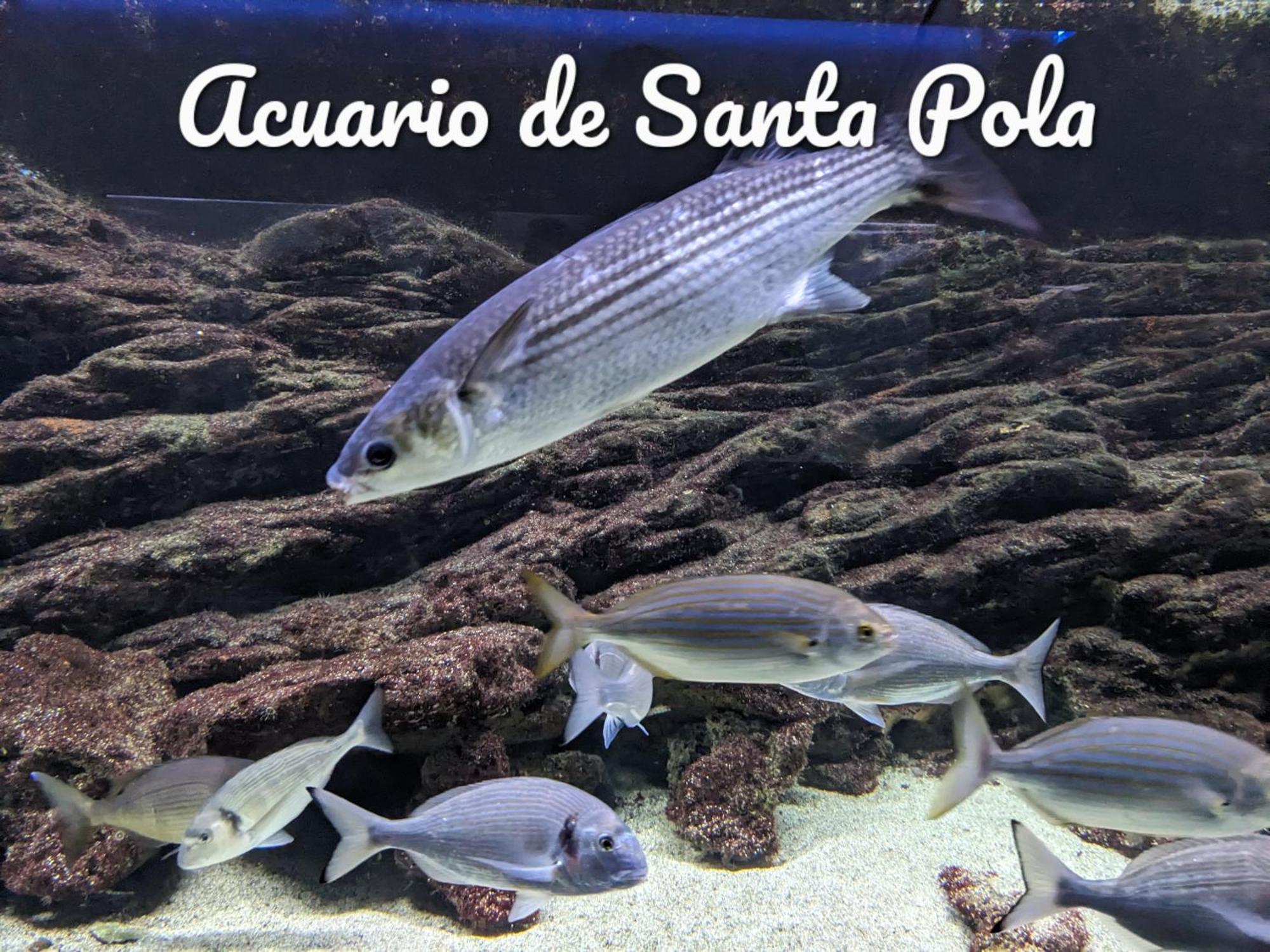 Best Holiday Santa Pola Esterno foto